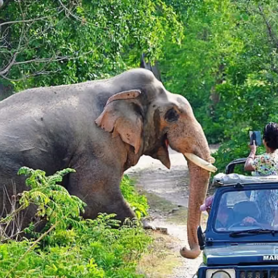 Elephant Safari